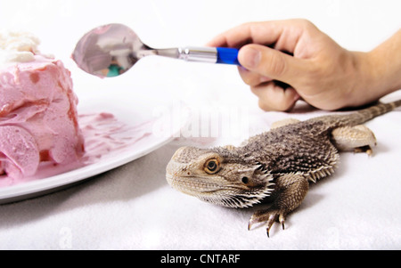 Dragon barbu (Amphibolurus barbatus, Pogona barbatus), un lézard (dragon barbu) et glace à la fraise Banque D'Images