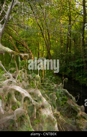 Bird cherry-hermine (Yponomeuta evonymella), Caterpillar dans leur cocon plus étirée un arbre, Allemagne, Rhénanie du Nord-Westphalie Banque D'Images