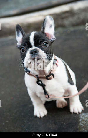 Boston terrier Banque D'Images