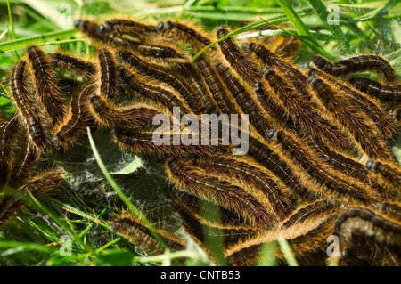 Processionnaire du pin (Thaumetopoea pityocampa), chenilles, France Banque D'Images