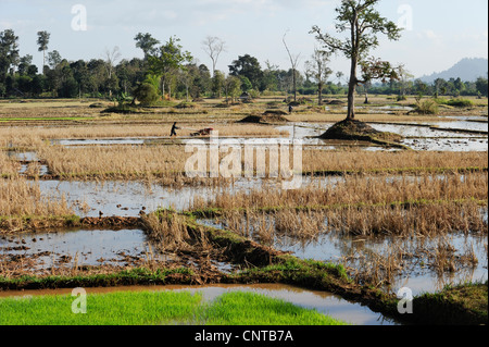 Le Laos, Dist. Sang Thong, la culture du riz , champ de riz de labour avec tracteur à la main de fer que l'on appelle buffalo Banque D'Images