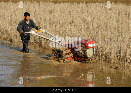 Le Laos, Dist. Sang Thong, la culture du riz , champ de riz de labour avec tracteur à la main de fer que l'on appelle buffalo Banque D'Images