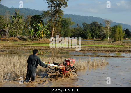 Le Laos, Dist. Sang Thong, la culture du riz , champ de riz de labour avec tracteur à la main de fer que l'on appelle buffalo Banque D'Images