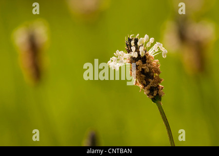 Plantain Buckhorn, anglais, plantain plantain lancéole, rib de l'herbe, l'herbe d'ondulation (Plantago lanceolata), inflorescence, Allemagne, Rhénanie-Palatinat Banque D'Images