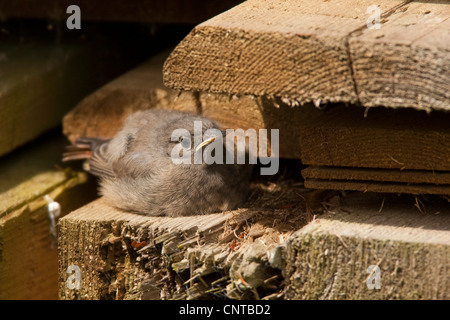 Rougequeue noir (Phoenicurus ochruros), s'étendant entre les planches de bois, de l'Allemagne, Rhénanie-Palatinat Banque D'Images