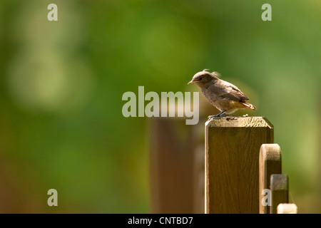 Rougequeue noir (Phoenicurus ochruros), assis sur une clôture, l'Allemagne, Rhénanie-Palatinat Banque D'Images