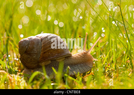 Escargot romain, les escargots, les escargots escargot, escargots, escargot, escargot apple vigne, vigne, vigne escargot snail (Helix pomatia), de fétuque à travers un pré, Allemagne, Rhénanie-Palatinat Banque D'Images