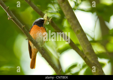 Phoenicurus phoenicurus (commune), homme d'éphémère dans son bec, l'Allemagne, Rhénanie-Palatinat Banque D'Images