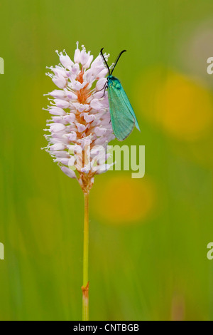 Forestier, forestier commun Procris (Adscita statices, statices), assis à l'inflorescence de la bistorte, Polygonum bistorta, Allemagne, Rhénanie du Nord-Westphalie Banque D'Images