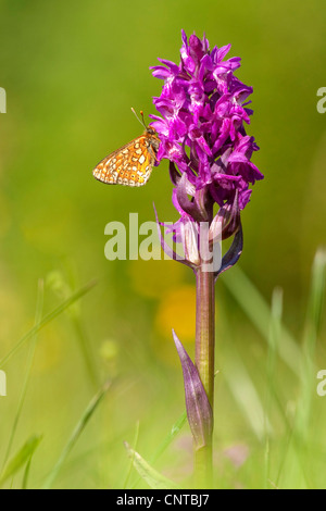 Marsh fritillary (Euphydryas aurinia), assis à Dactylorhiza majalis, Allemagne, Rhénanie-Palatinat Banque D'Images