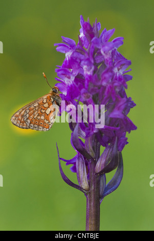 Marsh fritillary (Euphydryas aurinia), assis à Dactylorhiza majalis, Allemagne, Rhénanie-Palatinat Banque D'Images