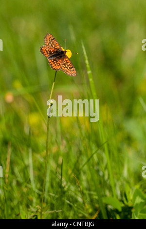 Marsh fritillary (Euphydryas aurinia), assis à une renoncule, Rhénanie-Palatinat, Allemagne Banque D'Images