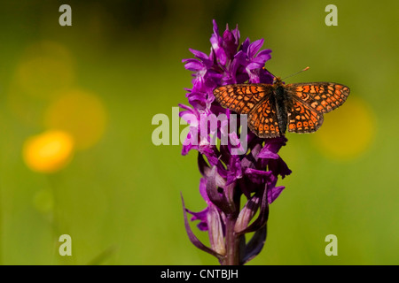 Marsh fritillary (Euphydryas aurinia), assis à Dactylorhiza majalis, Allemagne, Rhénanie-Palatinat Banque D'Images