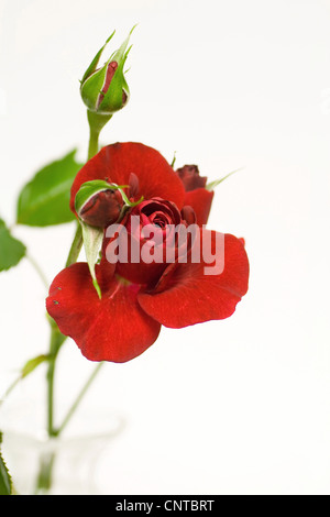 Rose (Rosa spec.), red rose Banque D'Images