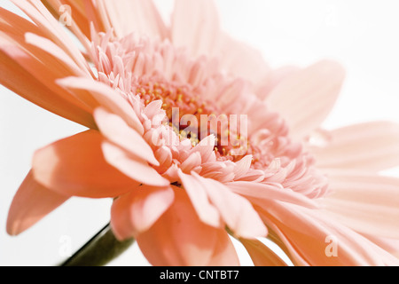 Barebeton, Gerbera Daisy, Daisy, Daisy-Gerbera (Gerbera jamesonii), détail Banque D'Images