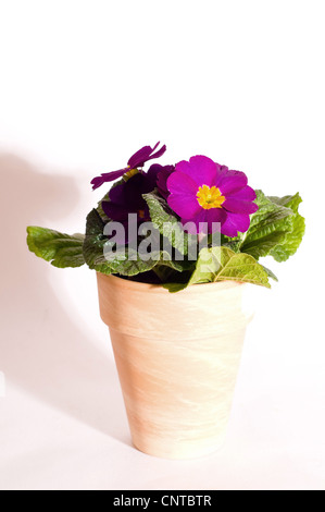 Vrai Français (primrose Primula acaulis, Primula vulgaris), primrose en pot Banque D'Images