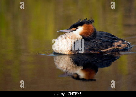 Grèbe huppé (Podiceps cristatus), repos, Pays-Bas, Texel Banque D'Images