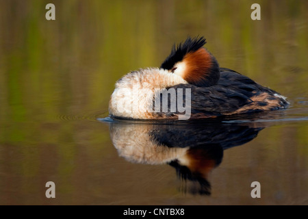 Grèbe huppé (Podiceps cristatus), dormir, Pays-Bas, Texel Banque D'Images