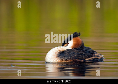 Grèbe huppé (Podiceps cristatus), dormir, Pays-Bas, Texel Banque D'Images