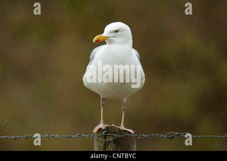 Goéland argenté (Larus argentatus), assise sur un poteau de clôture, Pays-Bas, Texel Banque D'Images