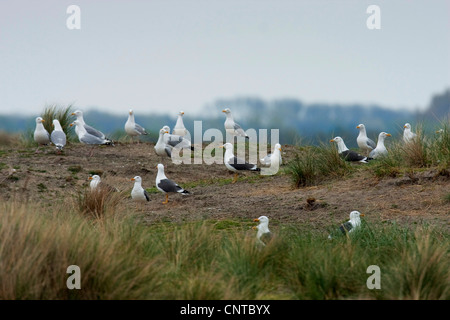 Goéland argenté (Larus argentatus), groupe se reposant dans les dunes, les Pays-Bas, Texel Banque D'Images