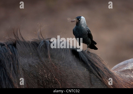 Choucas (Corvus monedula), colecting poils de cheval comme un matériel de nidification, Pays-Bas, Texel Banque D'Images