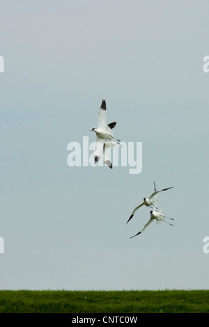 Avocette élégante (Recurvirostra avosetta), voler, Pays-Bas, Texel Banque D'Images