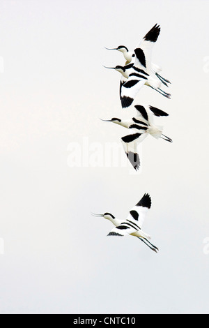 Avocette élégante (Recurvirostra avosetta), voler, Pays-Bas, Texel Banque D'Images