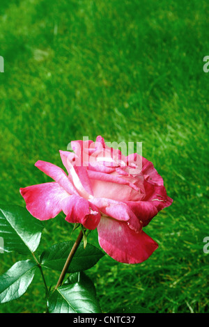 Rose (Rosa spec.), rose rouge dans un jardin Banque D'Images