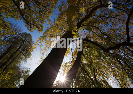Le hêtre commun (Fagus sylvatica), vue sur la cime des arbres en face de ciel sans nuages, l'Allemagne, l'Vogtlaendische Schweiz Banque D'Images
