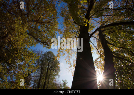 Le hêtre commun (Fagus sylvatica), vue sur la cime des arbres en face de ciel sans nuages, l'Allemagne, l'Vogtlaendische Schweiz Banque D'Images