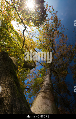 Le hêtre commun (Fagus sylvatica), vue sur la cime des arbres en face de ciel sans nuages, l'Allemagne, l'Vogtlaendische Schweiz Banque D'Images