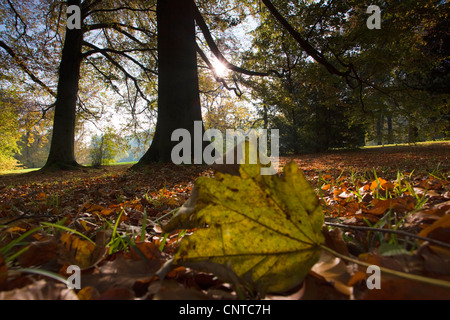 L'érable sycomore, grand érable (Acer pseudoplatanus), vue sur un terrain de stationnement couvert de feuillage de l'automne et une feuille d'érable à l'avant-plan, l'Allemagne, l'Vogtlaendische Schweiz Banque D'Images