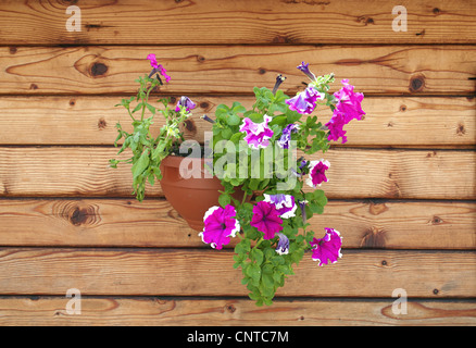 Jardin pétunia (Petunia x hybrida, Petunia-Hybride), dans un pot de fleurs en face d'un mur en bois Banque D'Images