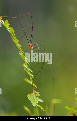 Harvestman assis à une feuille, l'Allemagne, Rhénanie-Palatinat Banque D'Images