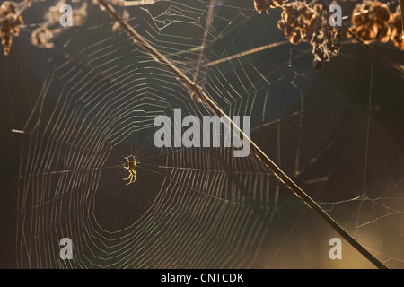 Linyphia Linyphia triangularis (triangularis), assis au milieu de ses sunlit web parmi les tiges, Allemagne, Rhénanie-Palatinat Banque D'Images