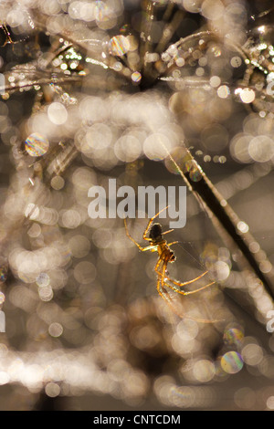 Linyphia Linyphia triangularis (triangularis), assis dans son site web couverts par les gouttes d'eau, de l'Allemagne, Rhénanie-Palatinat Banque D'Images