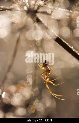 Linyphia Linyphia triangularis (triangularis), assis dans son site web couverts par les gouttes d'eau, de l'Allemagne, Rhénanie-Palatinat Banque D'Images