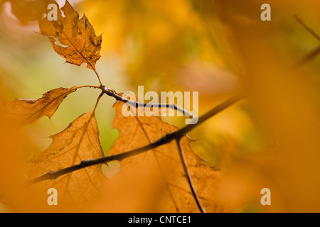 Le chêne rouge (Quercus rubra), l'accent sur une seule brindille brune avec des feuilles dans le feuillage de l'automne d'un arbre, l'Allemagne, Rhénanie-Palatinat Banque D'Images