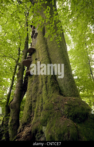 Hoof champignon, Amadou Fomes fomentarius (support), le tronc d'un chêne dans une forêt couverte de mousse et de l'amadou entre crochets, l'Allemagne, Rhénanie-Palatinat Banque D'Images