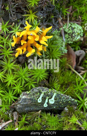 Staghorn jaune (Calocera viscosa, Tylophilus fellus), parmi les mousses, Polytrichum formosum, et de lichen Cladonia, spec., Allemagne, Rhénanie-Palatinat Banque D'Images