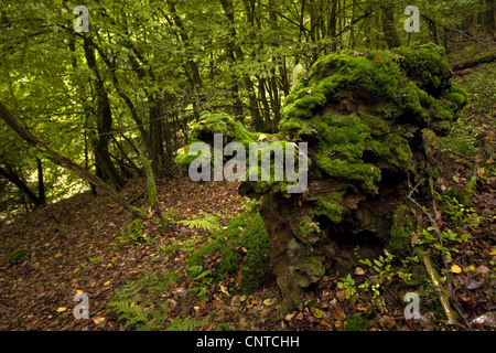 Vieux arbres moussus snag, Allemagne, Rhénanie-Palatinat Banque D'Images