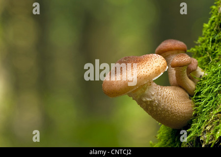 Champignon de miel (Armillaria mellea), à un tronc d'arbre moussu, Allemagne, Rhénanie-Palatinat Banque D'Images