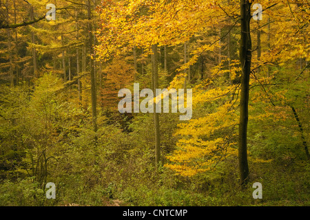 Voir l'automne dans une forêt mixte, l'Allemagne, Rhénanie-Palatinat Banque D'Images