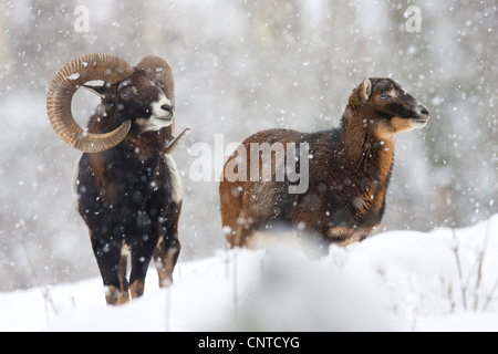 Mouflon (Ovis musimon, Ovis gmelini musimon, Ovis orientalis musimon), deux animaux debout sur une prairie couverte de neige dans la région de fortes chutes de neige Banque D'Images