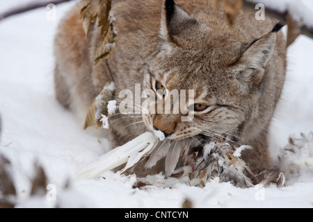Le lynx eurasien (Lynx lynx), se nourrissant d'un faisan, Allemagne Banque D'Images
