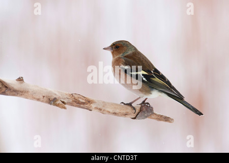 Chaffinch (Fringilla coelebs), assis au bord de la direction générale des adead, Allemagne Banque D'Images