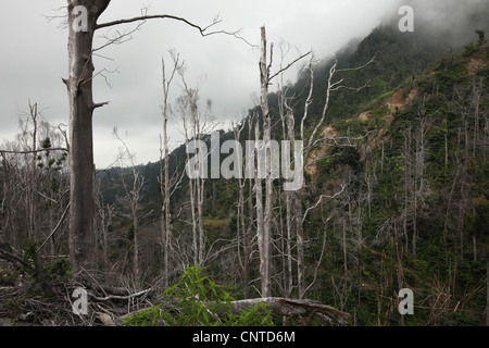 La forêt tropicale sur les pentes du Mont Merapi (2 930 m) dans le centre de Java, en Indonésie. Banque D'Images