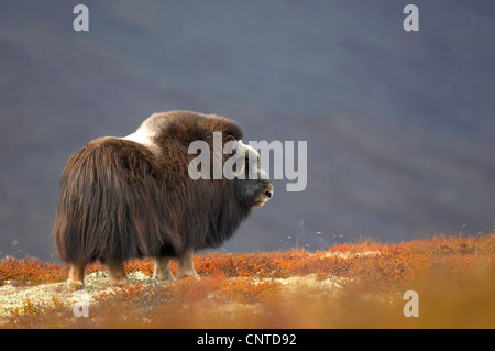 Le boeuf musqué (Ovibos moschatus), adulte de sexe féminin sur la toundra d'automne, la Norvège, le parc national de Dovrefjell Banque D'Images