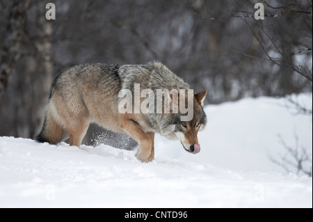 Le loup gris d'Europe (Canis lupus lupus), de snow-laden boreal birch forest, Norvège, Bardu Banque D'Images